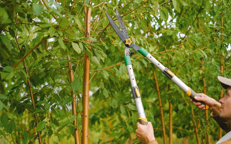 Tree trimming in Indian Lake Estates, FL